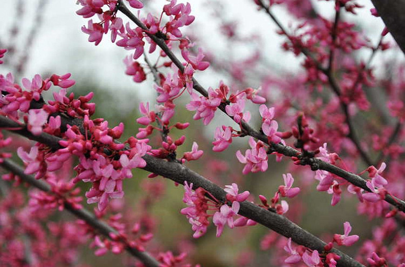 Cercis canadensis Tennessee Pink, Eastern Redbud Tennessee Pink, Shrub, Small Tree, Pink Flowers,
